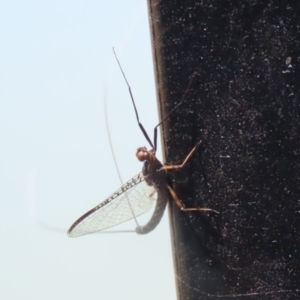 Ephemeroptera (order) at Jerrabomberra, ACT - 25 Dec 2022 11:43 AM