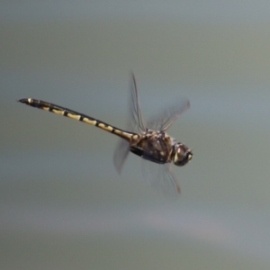 Hemicordulia tau at Jerrabomberra, ACT - 25 Dec 2022 12:04 PM