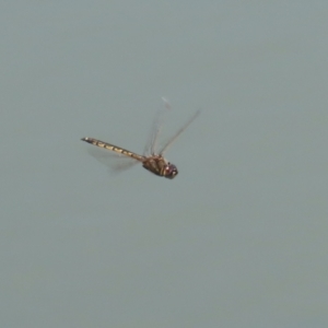 Hemicordulia tau at Jerrabomberra, ACT - 25 Dec 2022