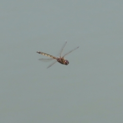 Hemicordulia tau at Jerrabomberra, ACT - 25 Dec 2022 12:04 PM