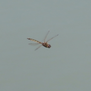 Hemicordulia tau at Jerrabomberra, ACT - 25 Dec 2022 12:04 PM