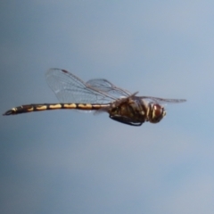 Hemicordulia tau at Jerrabomberra, ACT - 25 Dec 2022 12:04 PM