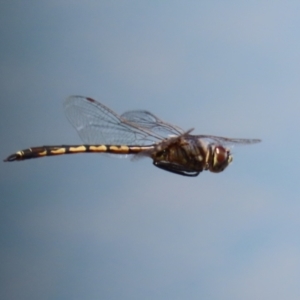 Hemicordulia tau at Jerrabomberra, ACT - 25 Dec 2022 12:04 PM