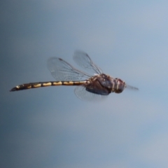 Hemicordulia tau at Jerrabomberra, ACT - 25 Dec 2022 12:04 PM