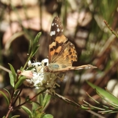 Vanessa kershawi (Australian Painted Lady) at Mittagong - 14 Dec 2022 by GlossyGal