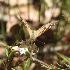 Vanessa kershawi at Mittagong, NSW - 14 Dec 2022 11:18 PM