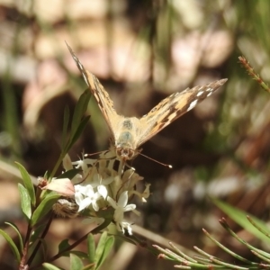 Vanessa kershawi at Mittagong, NSW - 14 Dec 2022 11:18 PM