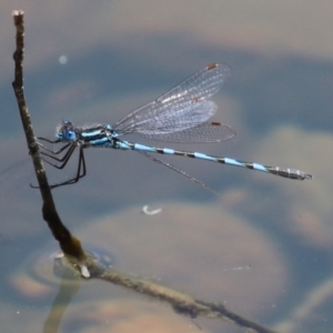 Austrolestes annulosus at Symonston, ACT - 25 Dec 2022 11:37 AM