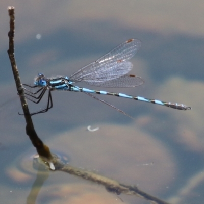 Austrolestes annulosus (Blue Ringtail) at Symonston, ACT - 25 Dec 2022 by RodDeb