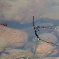 Austrolestes annulosus at Symonston, ACT - 25 Dec 2022