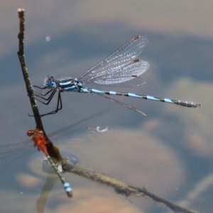 Austrolestes annulosus at Symonston, ACT - 25 Dec 2022 11:37 AM