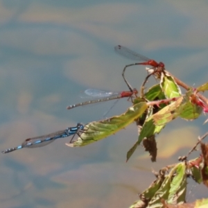 Austrolestes annulosus at Symonston, ACT - 25 Dec 2022