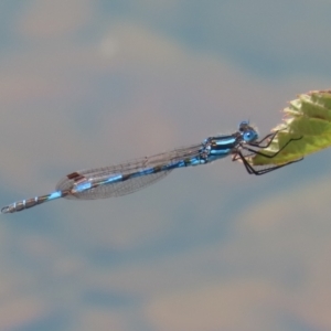 Austrolestes annulosus at Symonston, ACT - 25 Dec 2022