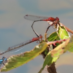 Xanthagrion erythroneurum at Symonston, ACT - 25 Dec 2022 12:06 PM