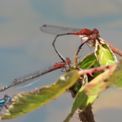 Xanthagrion erythroneurum (Red & Blue Damsel) at Symonston, ACT - 25 Dec 2022 by RodDeb