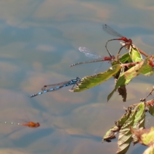 Xanthagrion erythroneurum at Symonston, ACT - 25 Dec 2022