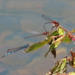 Xanthagrion erythroneurum at Symonston, ACT - 25 Dec 2022 12:06 PM