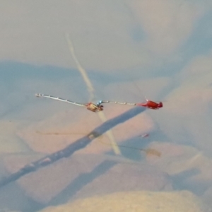 Xanthagrion erythroneurum at Symonston, ACT - 25 Dec 2022 12:06 PM