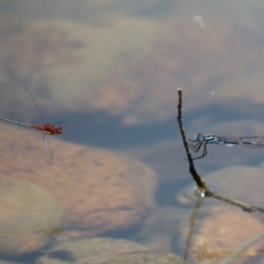 Xanthagrion erythroneurum at Symonston, ACT - 25 Dec 2022 12:06 PM