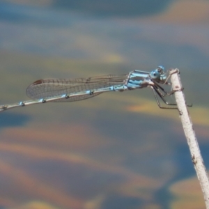 Austrolestes aridus at Jerrabomberra, ACT - suppressed