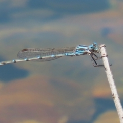 Austrolestes aridus at Jerrabomberra, ACT - suppressed