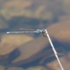 Austrolestes aridus at Jerrabomberra, ACT - suppressed