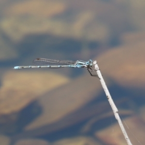 Austrolestes aridus at Jerrabomberra, ACT - suppressed