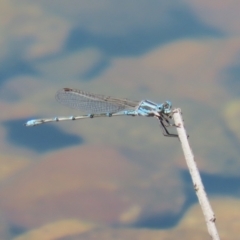 Austrolestes aridus at Jerrabomberra, ACT - suppressed