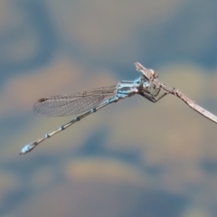 Austrolestes aridus at Jerrabomberra, ACT - suppressed