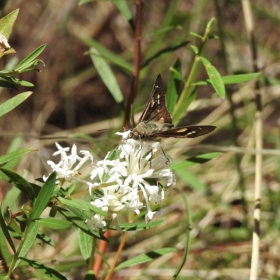 Hesperilla donnysa (Varied Sedge-skipper) at Mittagong, NSW - 14 Dec 2022 by GlossyGal