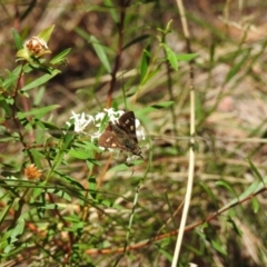 Hesperilla donnysa at Mittagong, NSW - suppressed