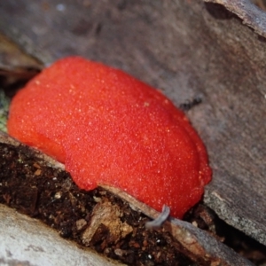 Trametes coccinea (TBC) at suppressed by Laserchemisty