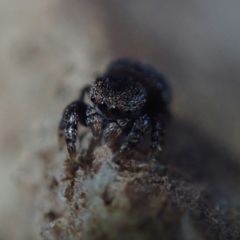 Simaethula sp. (genus) at Bonang, VIC - 23 Sep 2022 by Laserchemisty