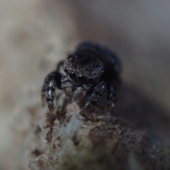 Unidentified Jumping or peacock spider (Salticidae) at Bonang, VIC - 23 Sep 2022 by Laserchemisty