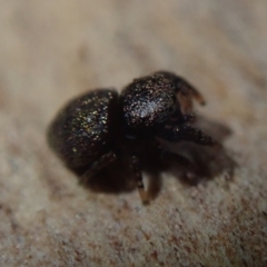 Simaethula sp. (genus) at Bonang, VIC - suppressed