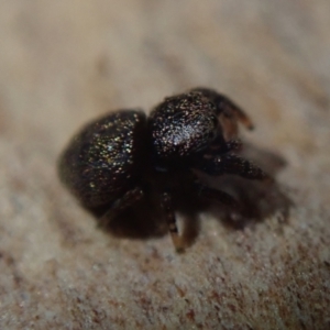 Simaethula sp. (genus) at Bonang, VIC - suppressed
