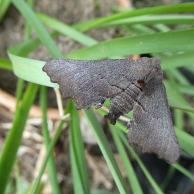 Amphiclasta lygaea (Ragged Geometrid (Ennominae)) at Charleys Forest, NSW - 23 Aug 2021 by arjay