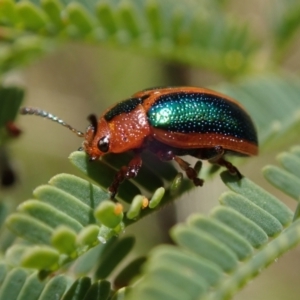 Calomela maculicollis (TBC) at suppressed by Laserchemisty