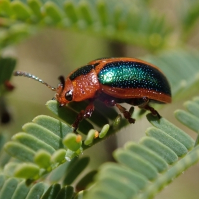 Calomela curtisi (Acacia leaf beetle) at Bonang, VIC - 25 Sep 2022 by Laserchemisty