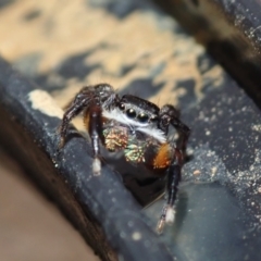 Jotus auripes (Jumping spider) at Bonang, VIC - 24 Sep 2022 by Laserchemisty