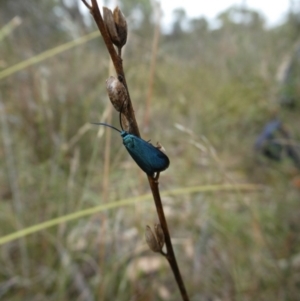 Pollanisus (genus) at Charleys Forest, NSW - 16 Mar 2022