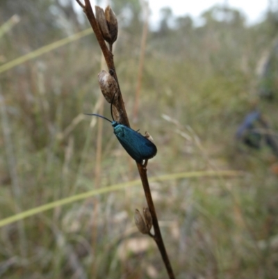 Pollanisus (genus) (A Forester Moth) at Charleys Forest, NSW - 16 Mar 2022 by arjay