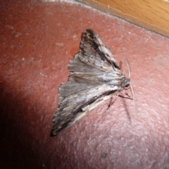 Persectania ewingii (Southern Armyworm) at Charleys Forest, NSW - 11 Jul 2009 by arjay