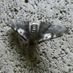 Nataxa flavescens (Nataxa Moth) at Mongarlowe River - 23 Jan 2021 by arjay