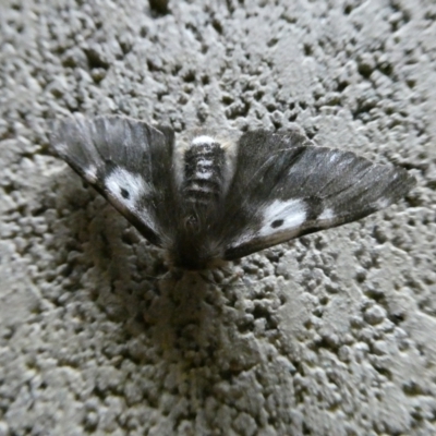 Nataxa flavescens (Nataxa Moth) at Charleys Forest, NSW - 23 Jan 2021 by arjay