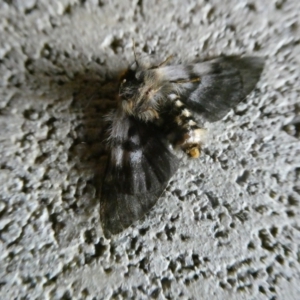 Nataxa flavescens at Charleys Forest, NSW - 23 Jan 2021