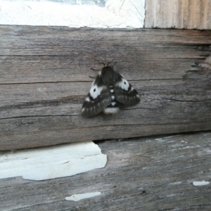 Nataxa flavescens at Charleys Forest, NSW - 23 Jan 2021