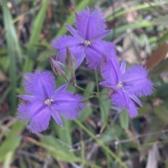 Thysanotus sp. at Vincentia, NSW - 26 Dec 2022 by Cathy_Katie