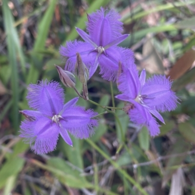 Thysanotus sp. at Jervis Bay National Park - 26 Dec 2022 by Cathy_Katie