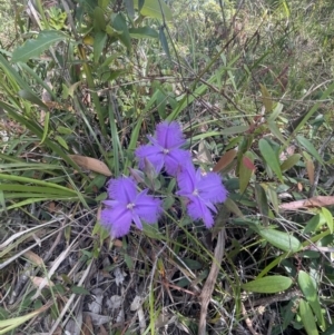 Thysanotus sp. at Vincentia, NSW - 26 Dec 2022 11:32 AM